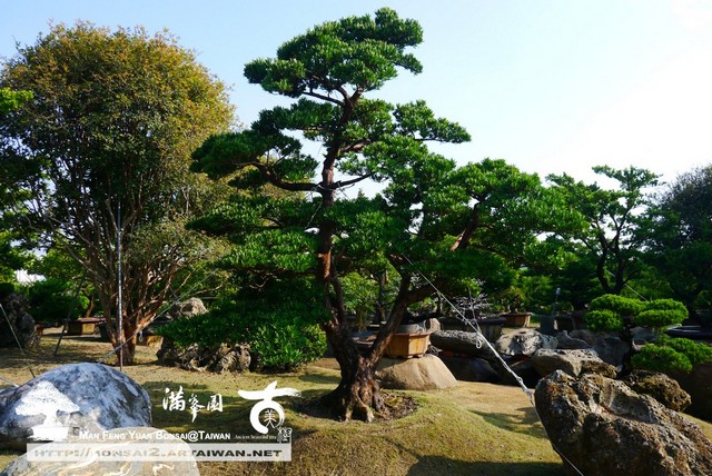 5936f p1350610 [羅漢松]熱情．方能用心打造每個環節