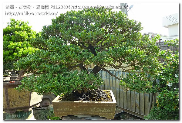 59d42 be7050a4c99fe51f6191c23c9793787a 大品盆栽~山採象牙樹~#10030201