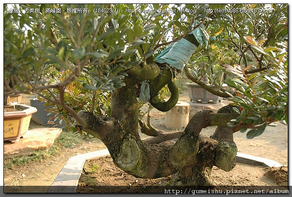 59ff9 4fa12314c4f7a3b3d2d65c833724596a 大型盆栽~超級象牙樹素材~#10060401