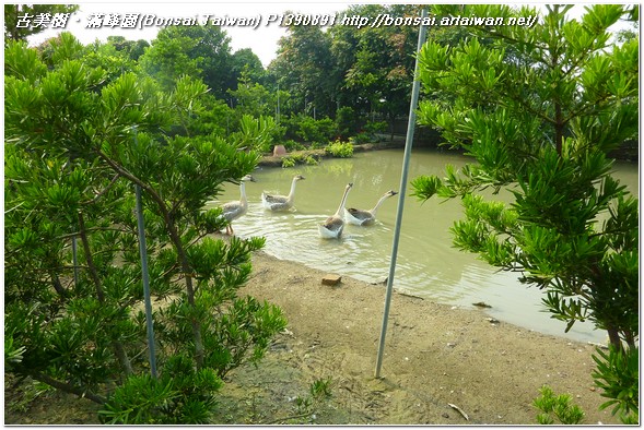 5a981 p1390891 顧家的台灣土鵝~Chinese geese 盆栽樂趣(Travel)