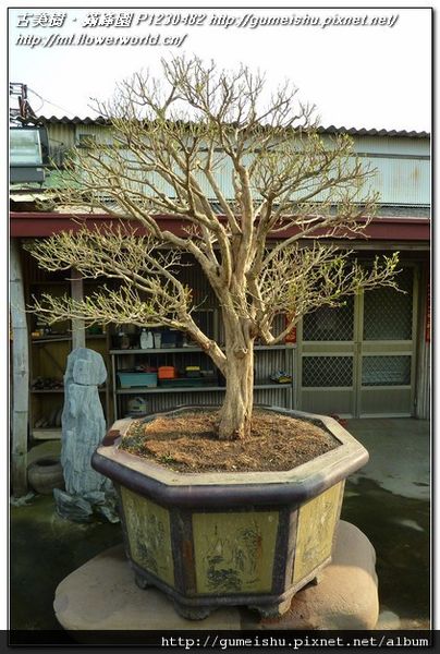 5cdb0 c2a012033efc319209a564c235c0ab39 n 庭園樹~七里香~#11031401~圓滿 七里香(Common jasmine orange)