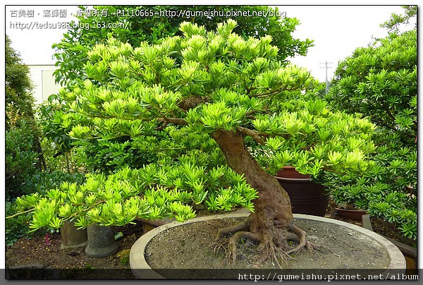 5e8a4 20f8094c5a00e7a6ef2cea3d90d4e4a0 大品盆栽~蘭嶼羅漢松~#10051901