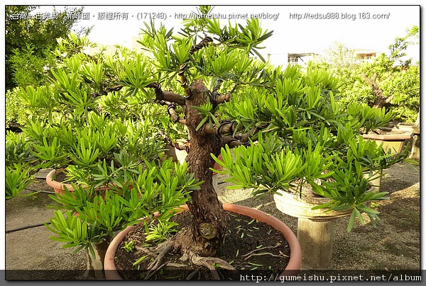 5f1c3 869934e5229b5a8aaf2dc8093aa71aef 實生羅漢松整枝作業~#10041201~(第三次更新，作業完成) 素材(Material)