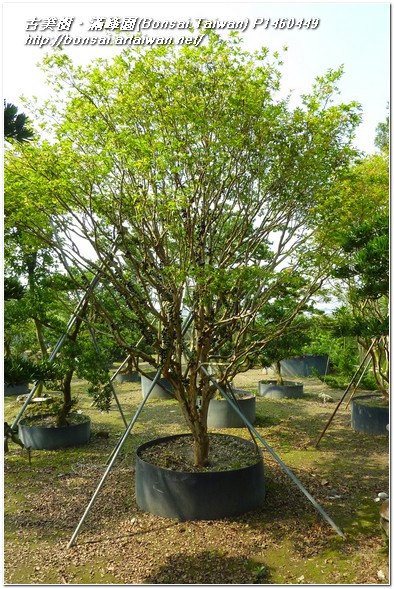 606fb p1460449 嘉寶果樹(Jaboticaba)~#12033001 嘉寶果(Jaboticaba)