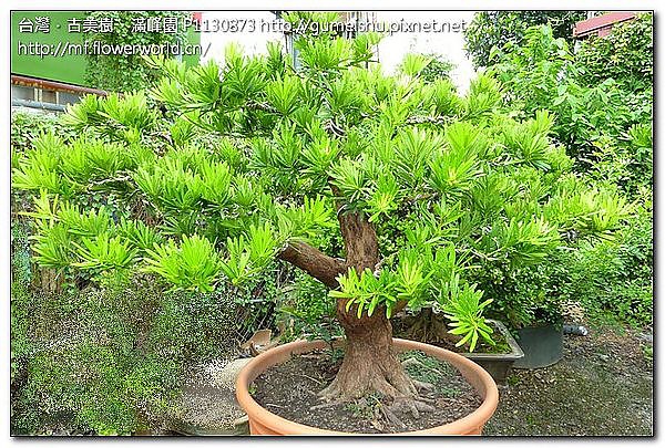 60cbe eed5dfc1a40a2906c5bcb4452dd4a1f9 蘭嶼羅漢松整枝作業~#10041701~(作業完成) 成品(Complete Bonsai)