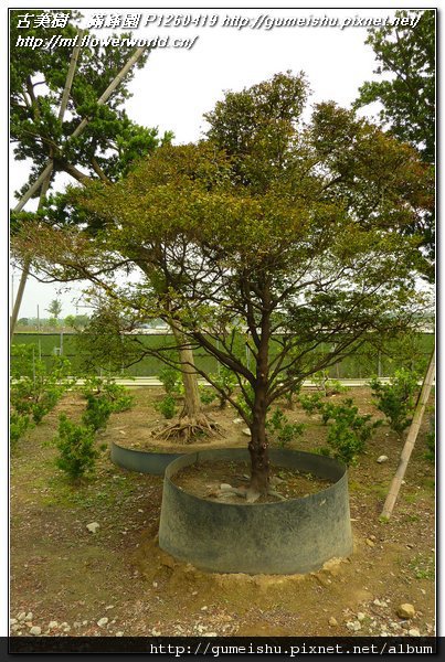 6106f 5bc464dee495f7f1e486bcf478878e7d n 庭園樹~紫檀~#11033001 素材(Material)