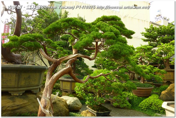 625f6 p1410825 庭園樹~真柏(Juniperus Chinensis)~#11110701 大型庭園樹專區(Garden Tree)