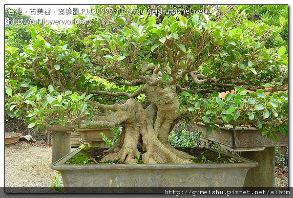 63859 79681c864aae2a5aa5bbc455bd3ee9f1 大品盆栽~珍藏老榕~#10080801 盆栽(Bonsai)