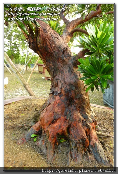 63929 normal 7ec52a69534fbcd7035c908c33af7080 精選大盆栽素材~蘭嶼羅漢松~#10120101 盆景(Penjing)