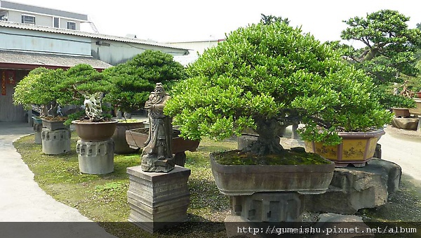 63932 4ba2b40ead967 專業盆栽-滿峰園剪影#2 成品(Complete Bonsai)