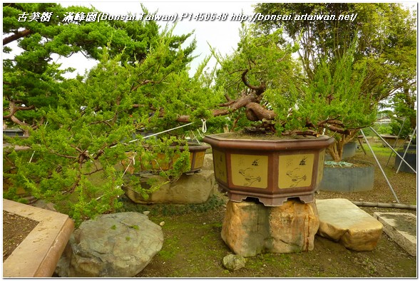 644ac p1450648 大型盆栽~真柏(Juniperus chinensis)~#12032701