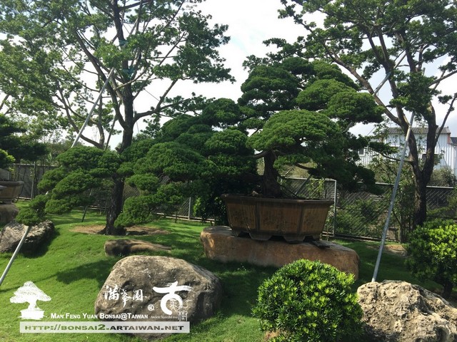 64c1e img 3124 [真柏]時間醞釀の庭園真柏(5) 大型庭園樹專區(Garden Tree)