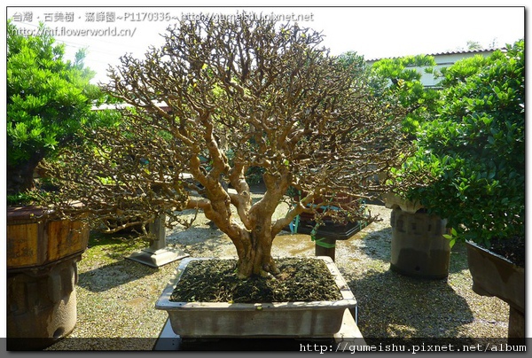 65a1a normal 70b3751bf58e1abedac6ca148dbed7a7 花果盆栽~西印度櫻桃~中品成品~#10081001~日常管理No.1~剔葉作業 中品