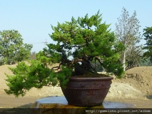 65ae5 4b4fac7d099e8 珍藏真柏素材 素材(Material)