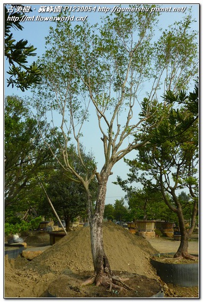 65b60 normal 5d69a41c7b8690777866c0b0d967eb87 超大型庭園樹~台灣赤楠(Taiwan Eugenia)~#11030701 大型庭園樹專區(Garden Tree)