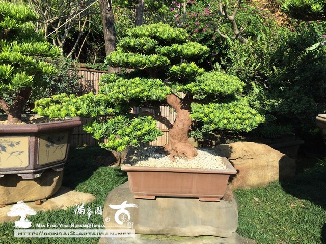 65b81 img 0476 [羅漢松]生活之學 頂級盆栽