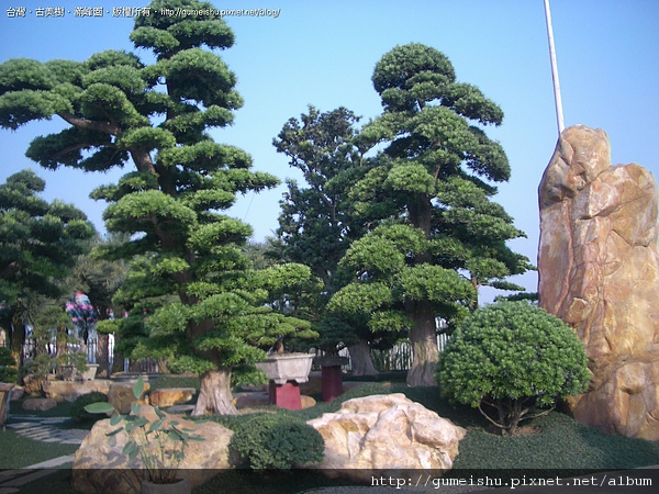 6601c 4bc25b4c846f2 (連載#2)2009~大陸盆景行剪影 盆栽(Bonsai)