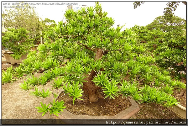 66309 4bdeda6b7d9de 羅漢松盆栽整枝記錄#1~#10031201 素材(Material)