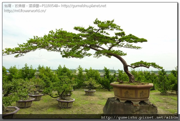 66774 normal cc32f7fe97d3fce8a631765fcb5411c4 超大型庭園樹~台灣真柏~大型懸崖體~#10100801 懸崖