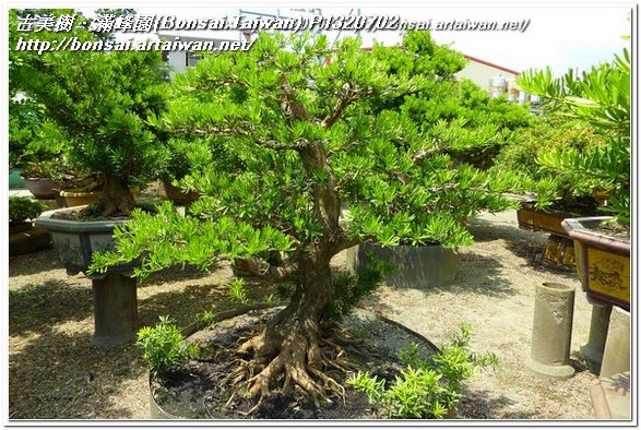 66a1f p1320702 大型盆栽~蘭嶼羅漢松(Podocarpus costalis)~#10041101~整枝作業 整枝
