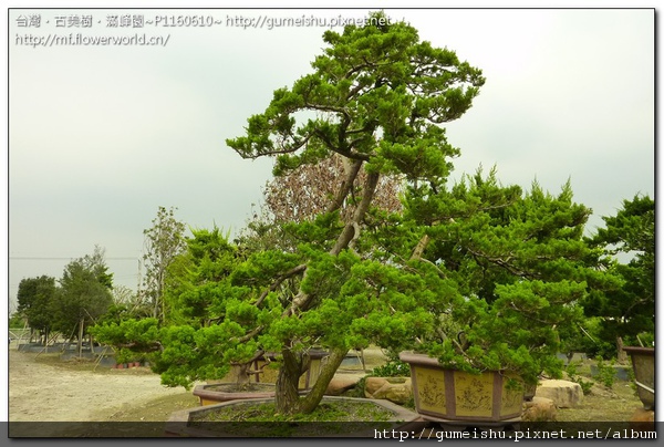 67cf2 normal a20181a12e9898830668ddcd039019db 大型庭園樹~台灣真柏~#10081801~日常管理No.1 整枝