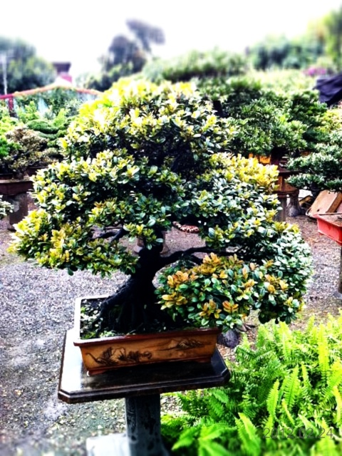 682d1 20120224 163034 象牙樹@2012/2/24 象牙樹(Diospyros ferrea)