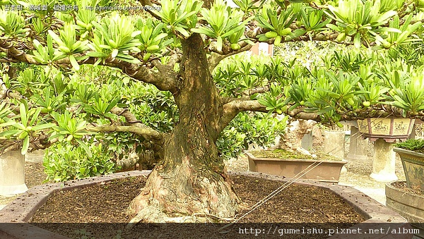 68635 4bbfb2f78858b 中品蘭嶼羅漢松~盆培10年 中品