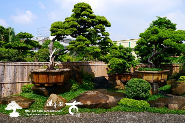 686b2 p1190147 優雅氛圍の散發．大型真柏庭園樹 大型庭園樹專區(Garden Tree)