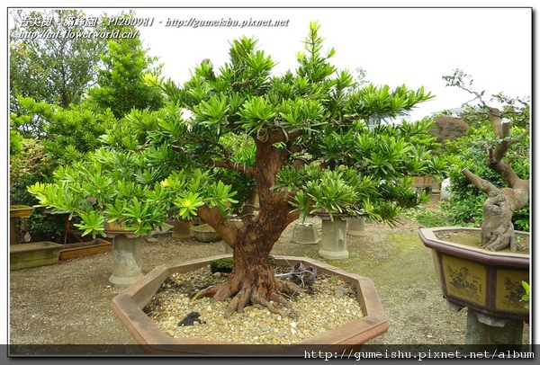 69485 normal 9e94a5b03953b9e0d4c95768fc9cb2de 蘭嶼羅漢松~#10101201~纏線整枝作業(2個月後更新) 整枝