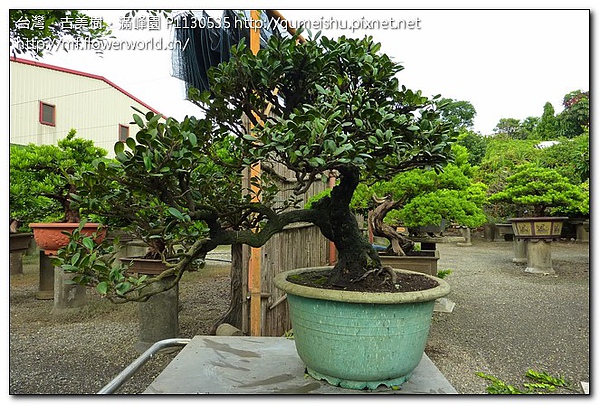 6a235 b9e326928dfe340fc127567d17930673 飄~象牙樹老盆栽~盆養30年~整姿記錄~#10072601 收藏專區