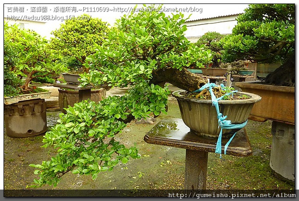 6b6f9 90026ee54618dd081622e75ad75f118e 大品盆栽~山柑~懸崖．飄~#10070201 素材(Material)