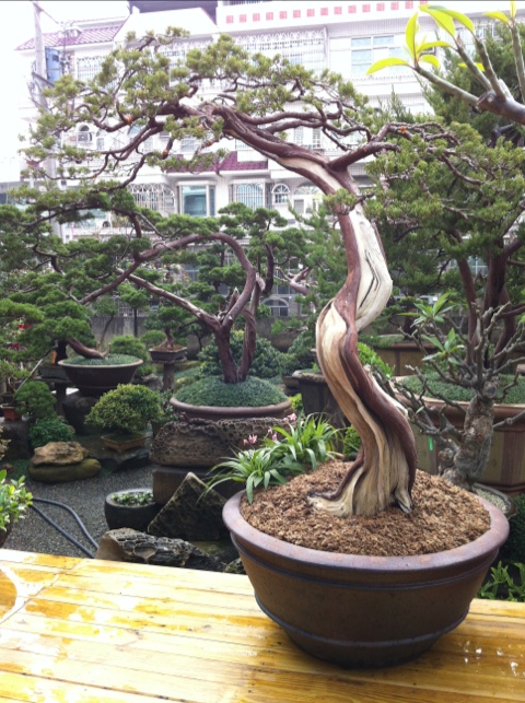 6c201 20120302 1920251 真柏(Juniperus chinensis)@2012/3/2