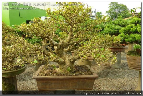 6e049 normal 70fd5a276d8af56759efad0f511b1817 大品盆栽~黃槿~模樣多幹體~#10101801 素材(Material)