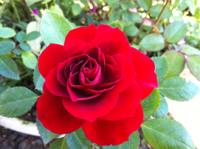 6e8f5 20120305 083857 薔薇@2012/3/5 盆栽樂趣(Travel)