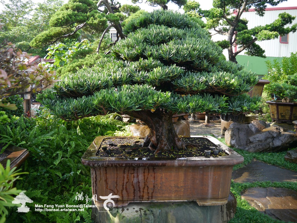 6ea24 p1180646 大型盆栽~「翠龍」~#09122301~三年記錄照 頂級盆栽