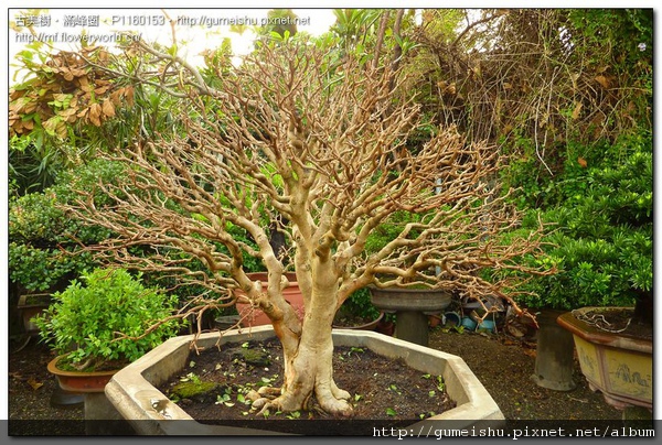 6f2fc normal 1dcac51874f4b2afcece9d3785c7a17a 花果盆栽~八角櫻桃(扁櫻桃)~#10032101~日常管理No.1 花果盆栽(The flower bonsai)