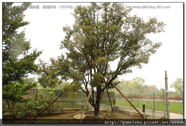 6fea4 93c202998508afc5fe3c657ef8b8db15 超大庭園象牙樹~#10042301~結果 大型庭園樹專區(Garden Tree)