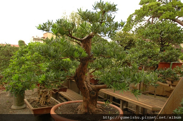 71ac6 normal c5b743ef382ebf46d11fa98ef7a07363 蘭嶼羅漢松盆栽整枝記錄#5~#10040801~解鋁線 羅漢松(Podocarpus costalis)
