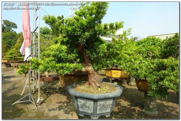 73d02 93da0a91387dfe47c8721840845947e3 n 大品盆栽~蘭嶼羅漢松~#11030801 懸崖