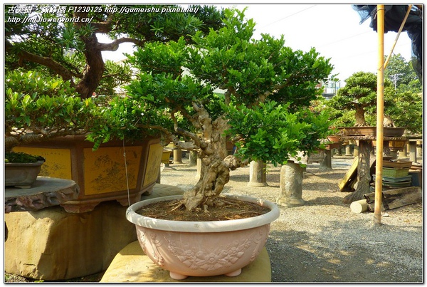 73da1 normal a9834f351b6d7e0f74260128e08556c5 大品盆栽~七里香~#11030702~瘦骨嶙峋之味 七里香(Common jasmine orange)