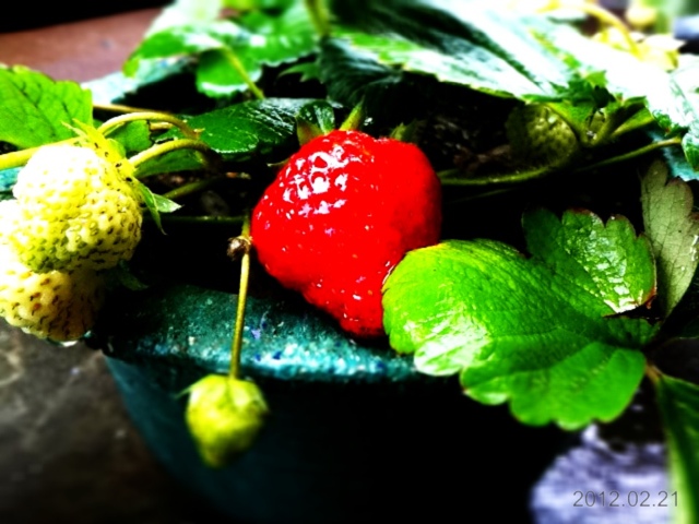 743e5 20120221 131202 草莓來了 盆栽樂趣(Travel)