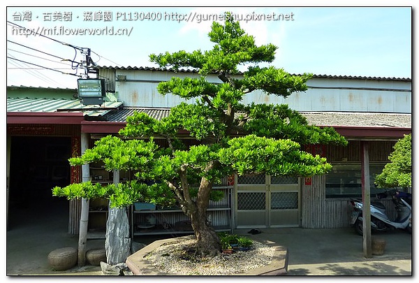 753f0 83249c7f53627a427bd7d6073ba67eea 大型庭園樹~蘭嶼羅漢松~整枝全記錄~#10020901~(作業五個月後更新) 羅漢松(Podocarpus costalis)