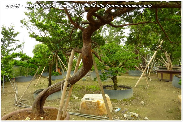 75813 p1290088 大型庭園樹~真柏素材~#11061702 素材(Material)