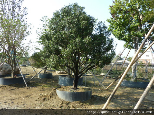 75822 4b4facd37684f 日式庭園樹-珍貴象牙樹 大型庭園樹專區(Garden Tree)
