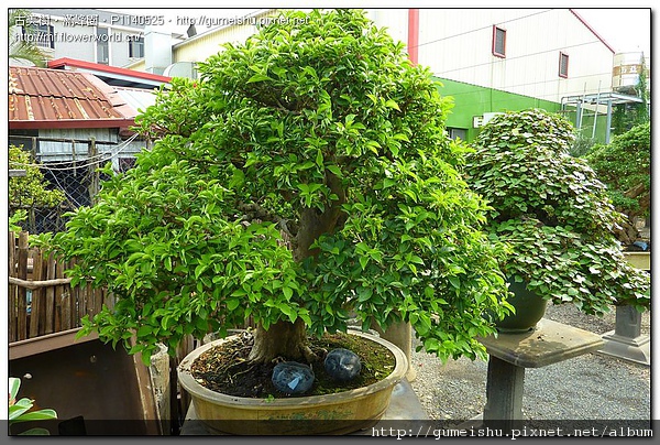 75f13 801fcc9c58044fd7cd8be831cb404fa2 花果盆栽~台灣九重葛~#10082302~長綠 花果盆栽(The flower bonsai)