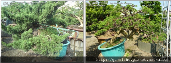 766b9 normal aa46d84d3312777da6b8b111dfb3bd65 大品盆栽~台灣真柏(盆培7年)~整枝記錄~#11012601