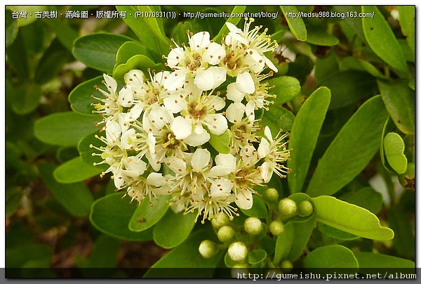 76dac 4be1f94594d43 花果盆栽~狀元紅的四季變化 花果盆栽(The flower bonsai)