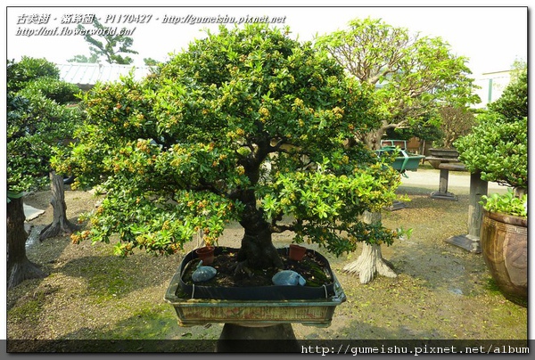 花果盆栽-台灣九重葛(盛開中)~#10041403 - 滿峯園．BONSAITW