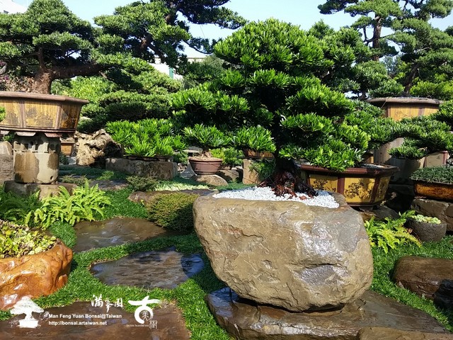 7763d 15343874583 baf7f6dfe0 o [羅漢松]石上(1) 頂級盆栽