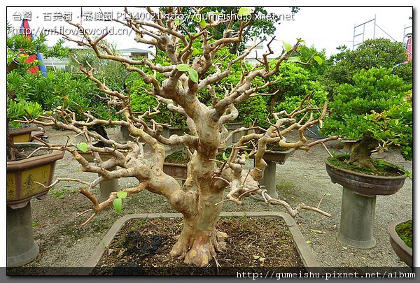 7789f 3b65a31dfd5435c7f79009779bcf2402 花果盆栽~台灣土芭樂~#10080803 花果盆栽(The flower bonsai)